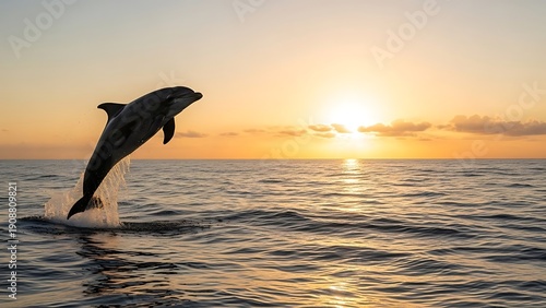 Dolphin jumping out of ocean water at sunset