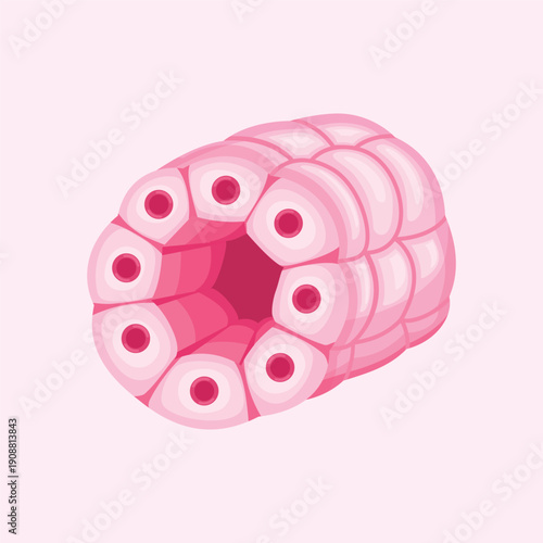 Microscopic epithelial tissue structure illustration representing human cell organization for biology and medical education concepts.