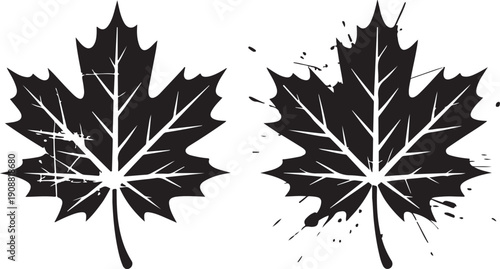 Two black maple leaf silhouettes with distressed texture and ink splash effect on transparent background autumn symbol