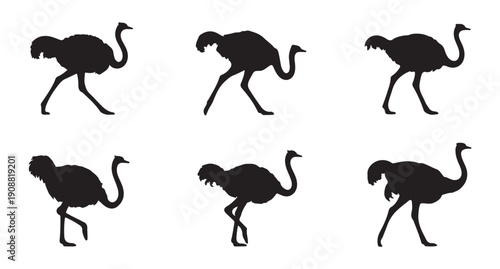 Set of ostrich silhouettes in different walking and standing poses for animal wildlife design illustrations