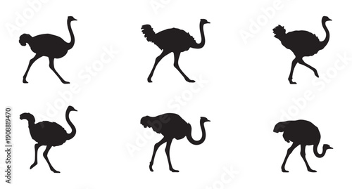 Detailed ostrich bird silhouettes exhibiting various characteristic poses and walking steps on white surface