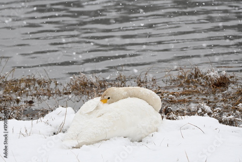 雪の中で休むオオハクチョウ