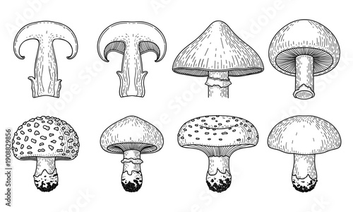 Set of mushrooms different types isolated on transparent background vector illustration