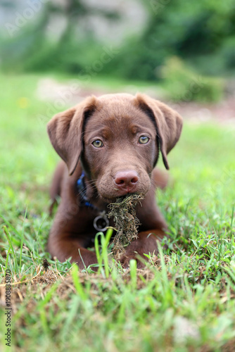 Young Chocolate Lab Puppy Dog Chewing on Grass Outside at Home