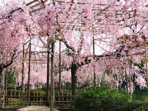 平安神宮庭園のしだれ桜
