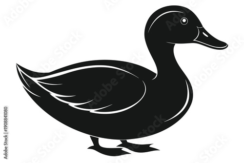 duck isolated on white