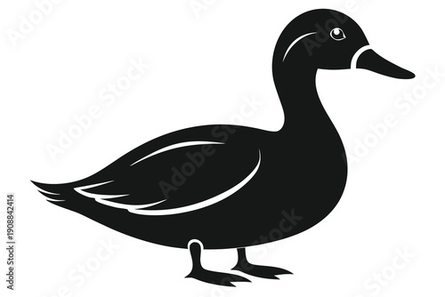 duck isolated on white