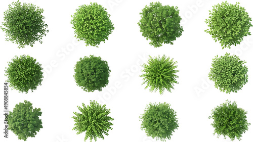 Top-down view of various green bushes and small trees on white background, isolated