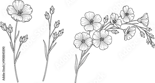 Detailed botanical line art illustration of flax flowers and buds on white background