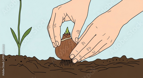 Hands planting a flower bulb in soil illustration of gardening and new growth concept for spring and nature