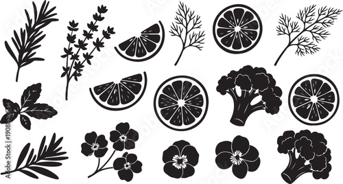 Black and white botanical illustrations of flowers and fruits