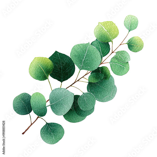 Flat Pastel Eucalyptus Branch Illustration, Transparent PNG, Delicate Green Leaves, Fresh Botanical Element