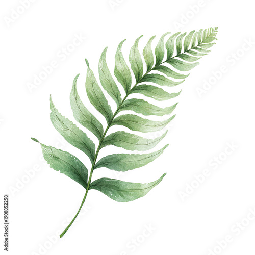 Flat Pastel Fern Leaf Illustration with Curved Fronds Transparent PNG Watercolor Art