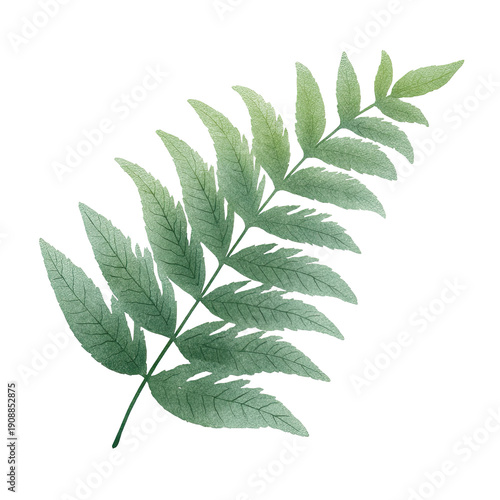 Flat Pastel Fern Leaf Illustration PNG: Delicate Green Frond with Curved Branches, Transparent Background