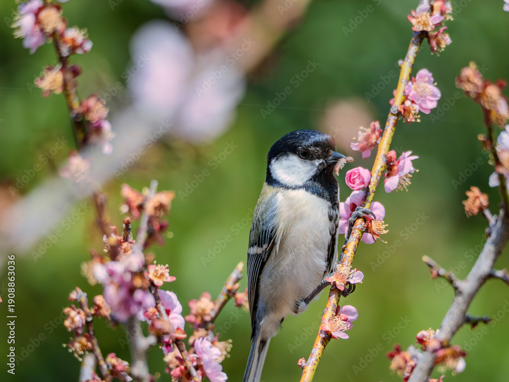 Obraz premium 春の小枝でひと休み、愛らしいシジュウカラのポートレート