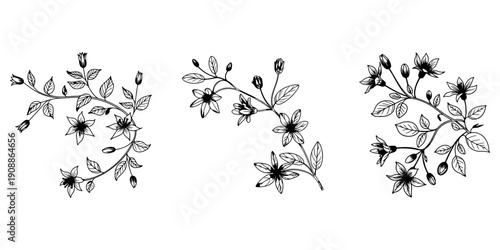 Elegant botanical illustrations of flowering branches with leaves and buds in delicate black line art for vintage style design accents