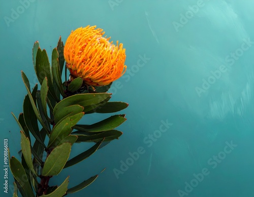 Vibrant orange bloom with green leaves on textured teal surface