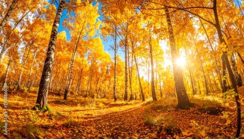 Golden autumn forest bathed in warm, sunlit rays