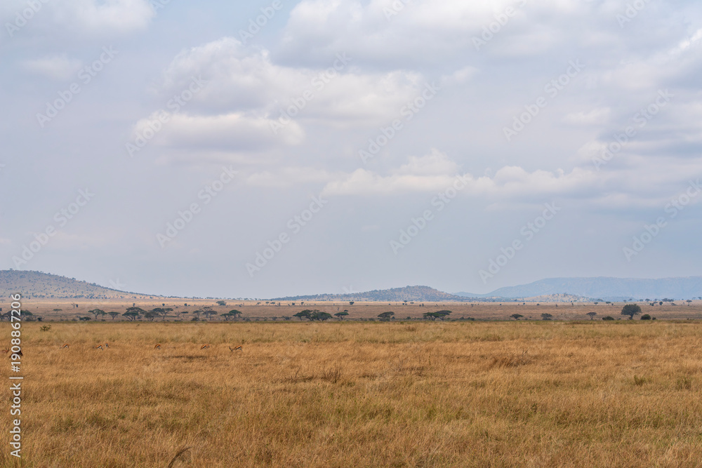 Fototapeta premium grassy savanna expanse and hills on horizon in central region of serengeti national park tanzania 