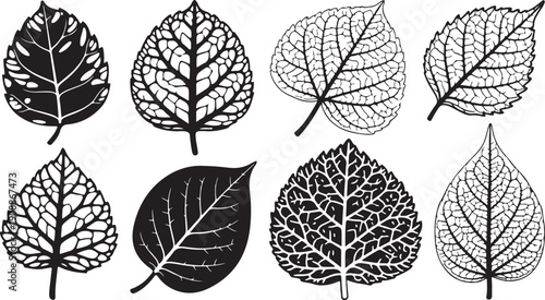 Collection of black and white leaf illustrations and skeletons