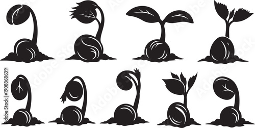 Seedling growth stages in black silhouette on white background