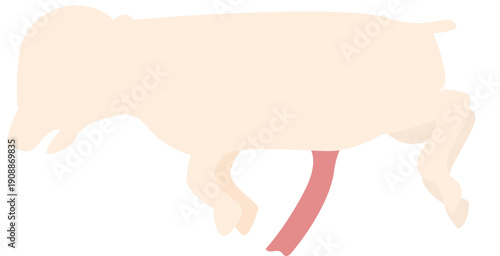 animal organ and parasite