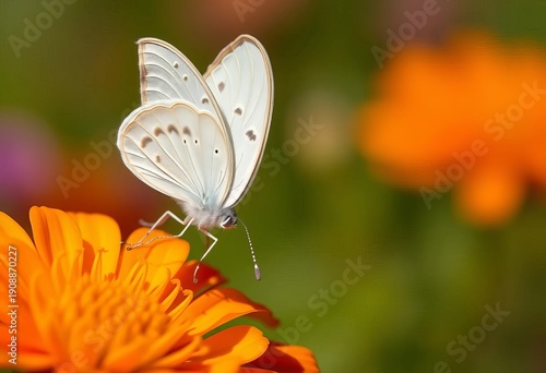 Delicate white butterfly with intricate wing patterns, perched on vibrant flower,  blossom,  pollination