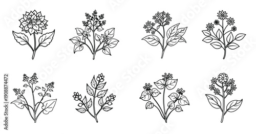 buckwheat plant silhouette and seeds isolated collection