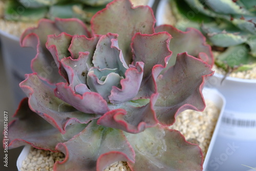 Cuadro en lienzo Echeveria shaviana, called Mexican hens or Mexican hens and chicks, is a species