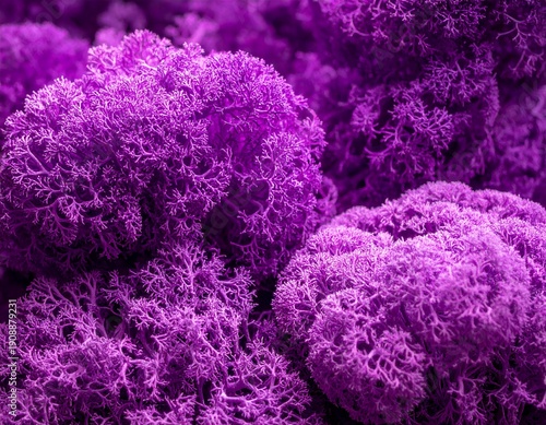 Textured purple foliage, close-up macro view of intricate plant growth