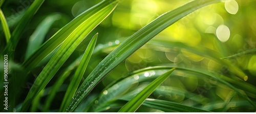 Panel kuchenny z motywem Vibrant green grass blades with dew drops, backlit by soft, sunlit bokeh