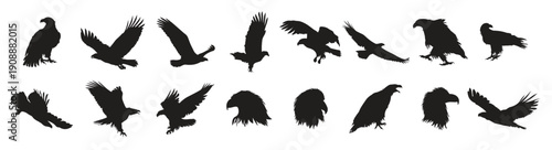  set of bald eagle silhouette vector illustration 