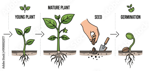  gardening stages of plant growth planting seeds germinate