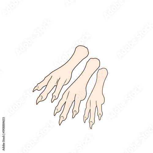 Raw Chicken Feet Dakbal Korean Food Ingredient Isolated on White