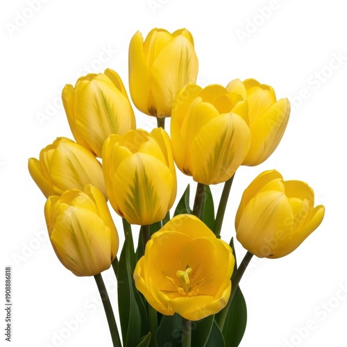 Golden Tulips: A captivating close-up of a bouquet of radiant yellow tulips in full bloom. The petals, each touched with subtle green accents, create a stunning display of nature's beauty.