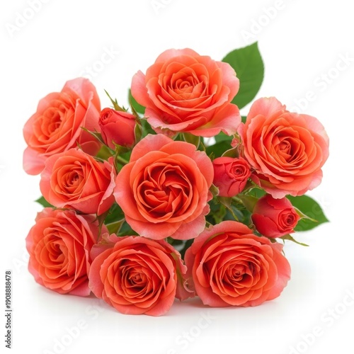 Blossoming Roses: A captivating arrangement of vibrant coral roses, showcasing intricate petals and lush green leaves, evokes feelings of beauty and elegance.