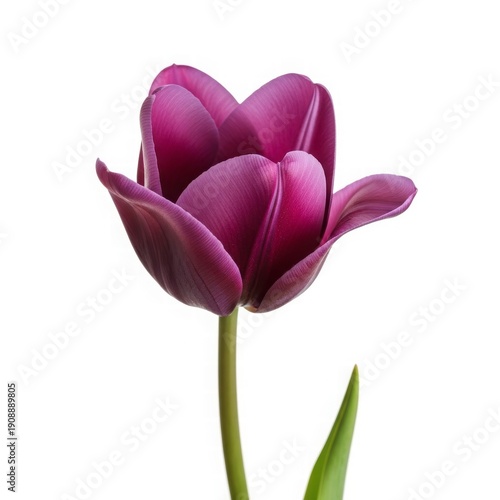Royal Purple Tulip: A regal tulip, its deep purple petals unfurling in a display of natural elegance. Capturing a sense of spring and beauty, and the pure perfection of botanical design.