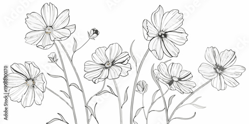 Delicate cosmos flowers illustrated in a minimalist black and white style