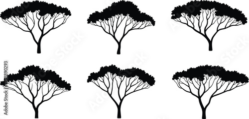 Set of African acacia tree silhouettes, detailed flat canopy savanna trees isolated on white, botanical vector illustration collection for landscape design