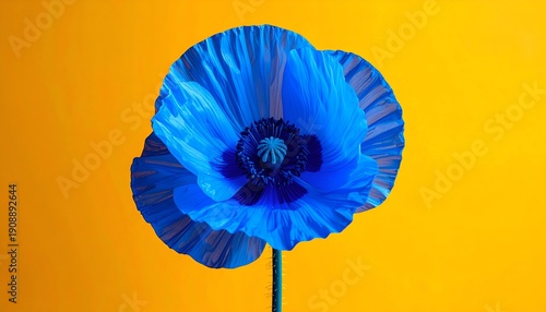 A single blue poppy with delicate petals against an orange backdrop