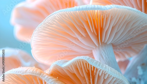 Close-up, soft-focus view of delicate mushroom gills glowing