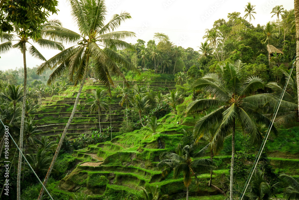 Obraz premium Balis daytime features rice terraces and palm trees