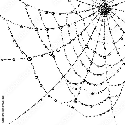 Dive into the intricate world of dew kissed spiderwebs a mesmerizing marvel of nature s artistry today