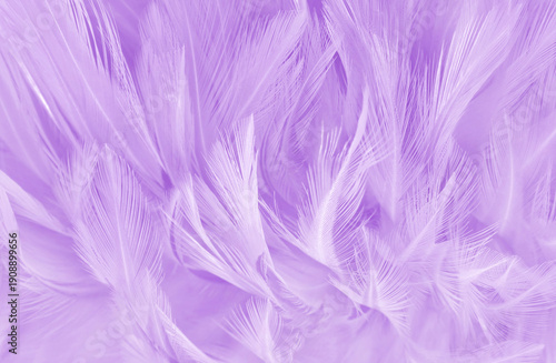 Purple pastel color bird feather pattern texture for background and design.