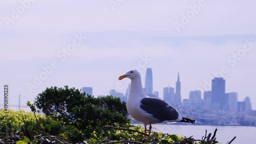 Seagull overlooking the san francisco skyline