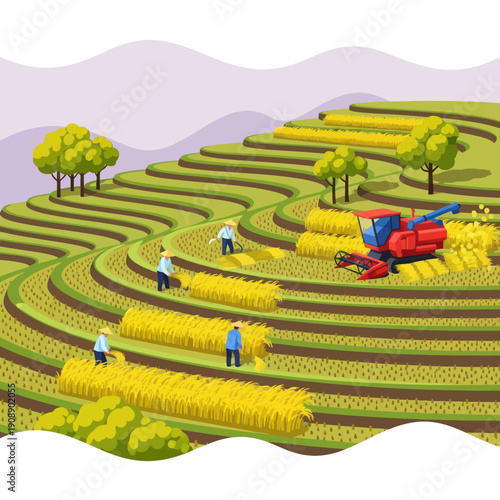 Farmers harvesting wheat in terraced field.