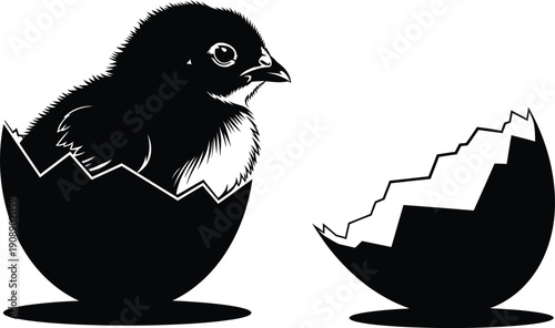 Black Chick Hatching from Egg on White Background