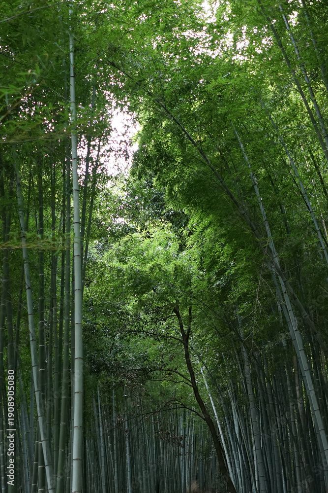 Obraz premium Landscape park of Natural green Bamboo groove forest