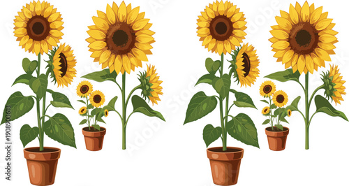 Sunflower plant set in pots and stems botanical floral collection realistic flat vector illustration