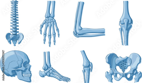 Human skeleton bones set including skull spine hand foot knee elbow and pelvis medical anatomy illustration isolated white background reference